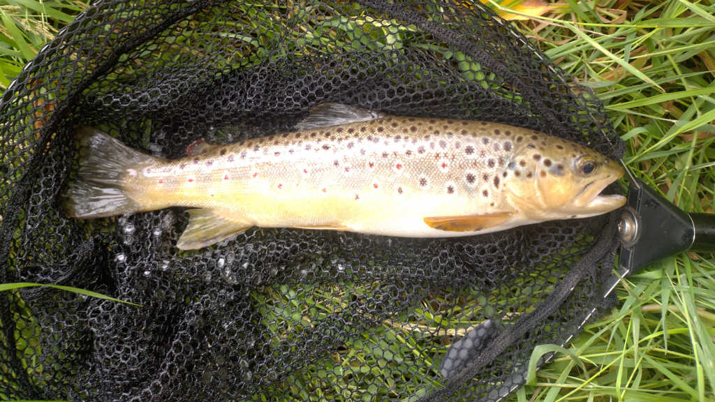 Photo of the first trout